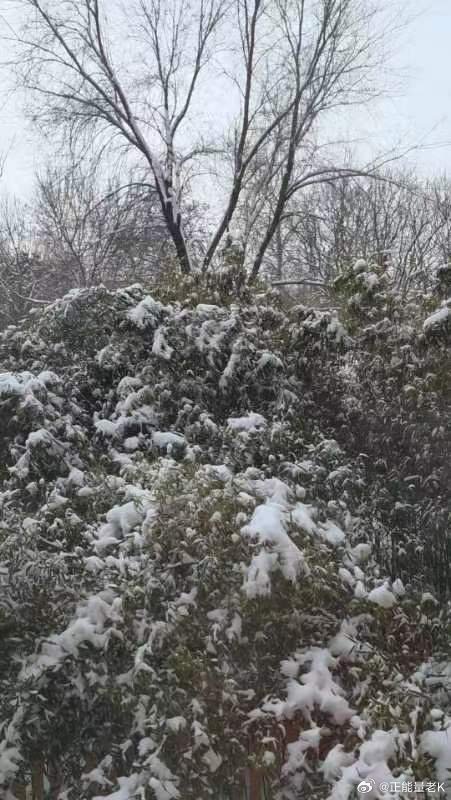 天降祥瑞小雪飘,一亩良田四十颗指是猜一最佳准确生肖详细解答、时代解答解释落实