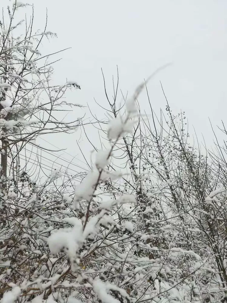天降祥瑞小雪飘,一亩良田四十颗指是猜一最佳准确生肖详细解答、时代解答解释落实