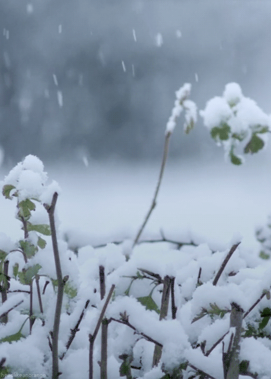 天降祥瑞小雪飘,一亩良田四十颗指是猜一最佳准确生肖详细解答、时代解答解释落实